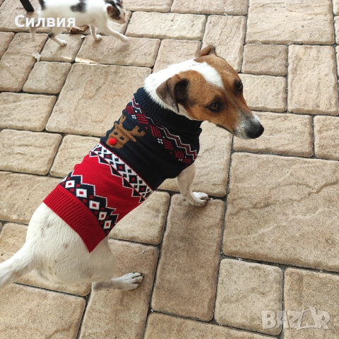 Джак Ръсел -женско кученце, снимка 9 - Джак ръсел териер - 52817100