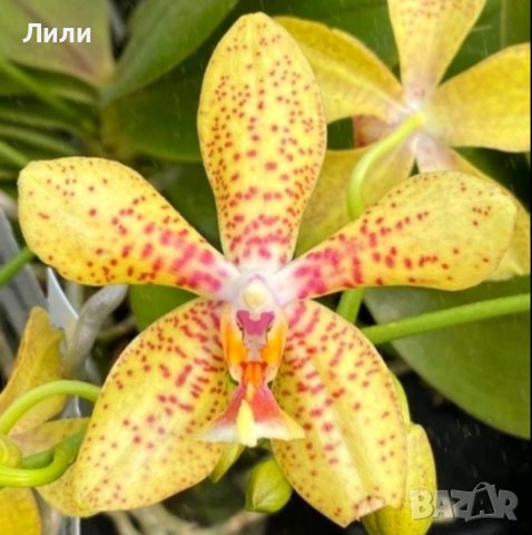 Ароматна орхидея фаленопсис Rheingold x Pallens, снимка 1 - Стайни растения - 42155227