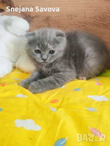 Прекрасни Шотландски Клепоухи котенца (Scottish Fold), снимка 7 - Други - 56071434