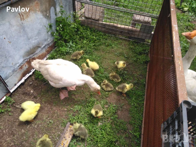 Джинки; аракуана, катунски, Гъсета, пуйчета и др, снимка 6 - Кокошки и пуйки - 50527479