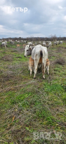 Сиво Искърски Говеда 