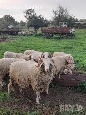 Продавам кочове , снимка 1