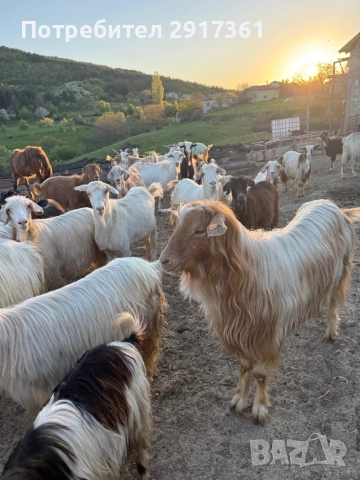 Kozi, снимка 4 - Кози - 54324895