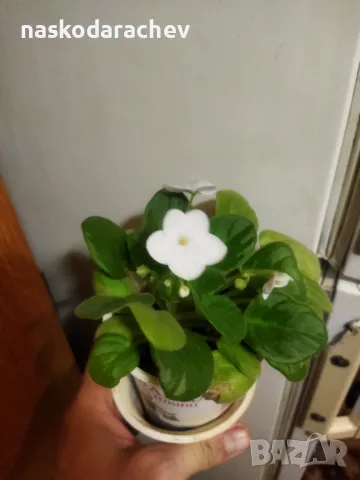 Теменужка, теменужки, сенполия снежно бяла, бял цвят, снимка 15 - Стайни растения - 48424077