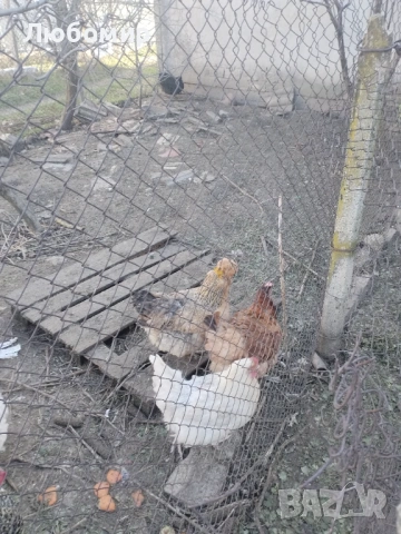 Продавам оплодени яйца за люпене, снимка 6 - Кокошки и пуйки - 53136928