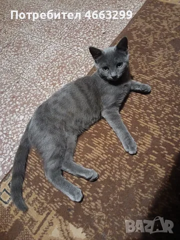 Подарявам котенце