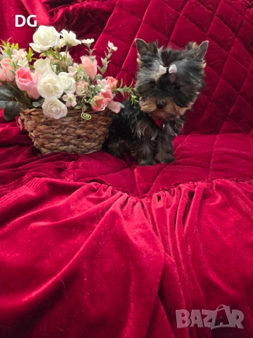 йоркширски териер, снимка 7 - Йоркширски териер - 53935987