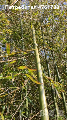 Студоустойчиви бамбуци Fargesia, Phyllostachys, Semiarundinaria, снимка 7 - Градински цветя и растения - 54077874