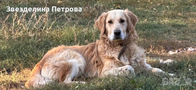ГОЛДЪН РЕТРИВЪР, снимка 10 - Голдън ретривър - 54084435