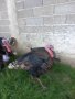 ПРОДАВАМ МЛАДИ ПУЙКИ И ПУЯЦИ, снимка 16