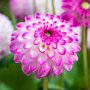 Далия Pink Isa , снимка 1 - Градински цветя и растения - 44334181