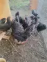 петли на четири месеца, снимка 3