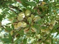 Бадем (Prunus dulcis)-150-160см., снимка 8