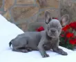 фрнеки булдог бебе, снимка 1