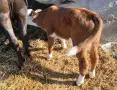 Мъжко Теле Ямбол , снимка 2