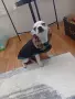 чихуахуа мини мъжки , снимка 1