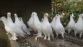 Бели немски много красиви ритоални гъгъби, снимка 1 - Гълъби - 42915655
