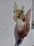 Препариран мъжки фазан , снимка 3