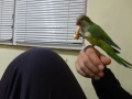 ръчно хранен папагал монах , снимка 1