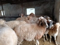 Продавам овце , снимка 1