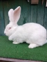 Зайци бели великани Свободни женски , снимка 3
