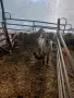 Продавам овце, мъжки шилета, кочове, снимка 13