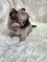 Чихуахуа момиченце, снимка 4