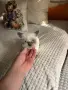 Търсят любящи семейства, снимка 4