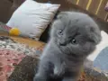шест малки нинджи,шест топчици любов!, снимка 2