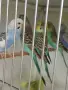 Вълнисти папагали и Корели , снимка 3