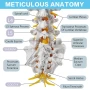 Модел на лумбалната част на гръбначния стълб в реален размер с 5 прешлена, анатомичен модел, снимка 5