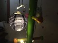 Нова гирлянда лампички lantern 10 сини и бели топки на точки, снимка 3