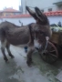 Продавам Женско Магаре , снимка 10