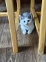 Подарявам котенце., снимка 1