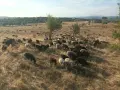Млади балкански овце започват да се агнят , снимка 4