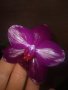 Орхидея sogo relex, снимка 1 - Стайни растения - 42872020