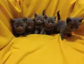 Котета от порода Руска синя котка !, снимка 3