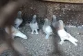 Гълъби  мардини , снимка 2