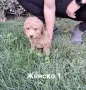 Той пудел момичета и момчета, снимка 4