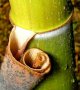 Семена от гигантски бамбук Moso Bambo градински горски декоративни растения декорация за градината д, снимка 12