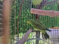 Продава червенокрил папагал, снимка 5