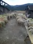 Продавам стадо офце, снимка 6