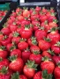 Продавам разсад ягоди , снимка 5