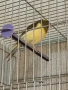 Продавам 5 бр женски канарчета от 2025г., снимка 5