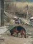елитни малки немски овчарки , снимка 4