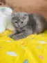 Прекрасни Шотландски Клепоухи котенца (Scottish Fold), снимка 7