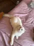 Шотландска клепоуха , снимка 2