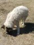 Подарява се куче , снимка 2