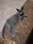 Подарявам котенце, снимка 1