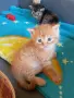 Сибирчета, сибирска котка, сибирски котенца, сибирско коте, хипоалергенни, рижи момчета, снимка 7